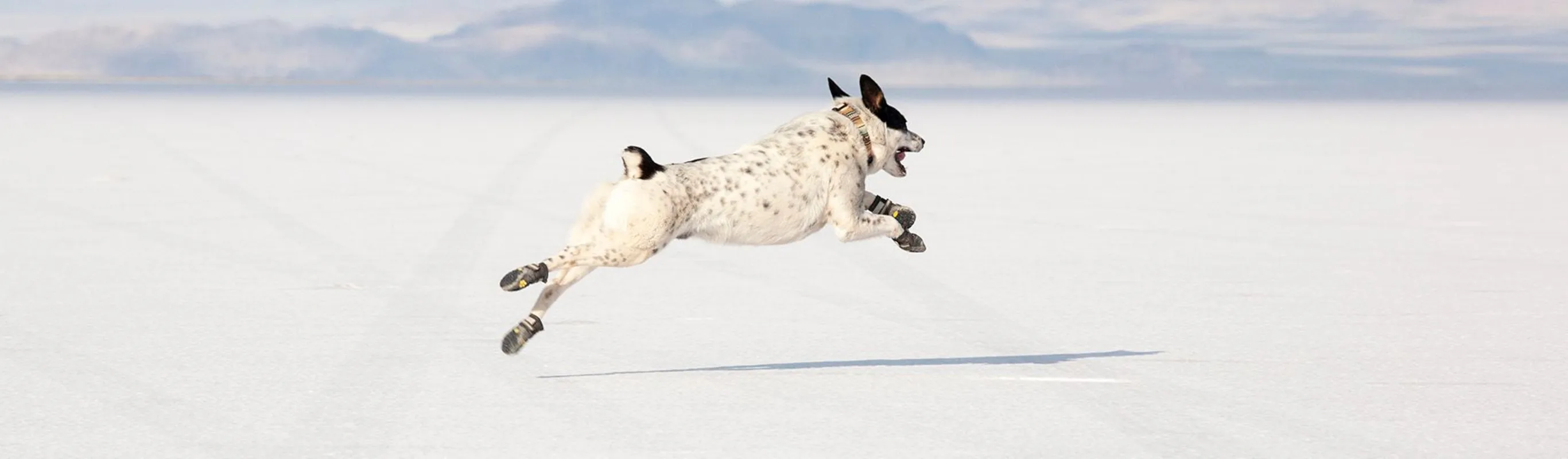 Dog sprinting